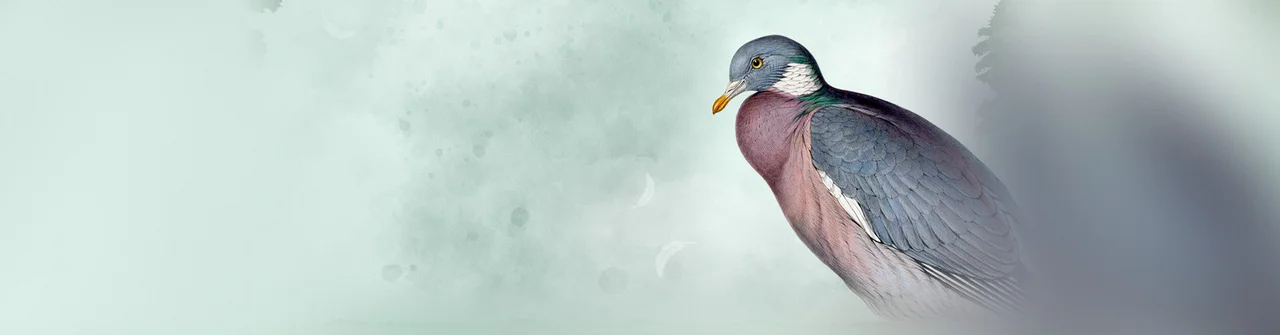 Release: Wingspan Bird Pack: Birds of Continental Europe